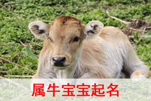 2021牛年寶寶起名取名宜用字都有哪些？